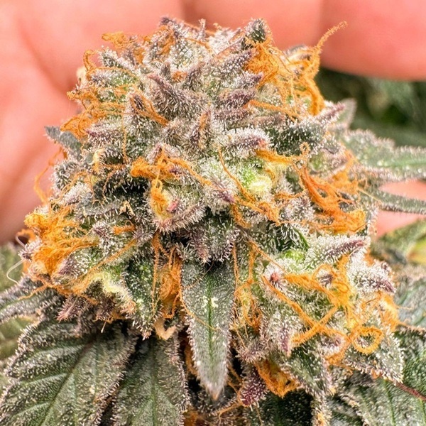 Auto Kingston Punch (Dutch Passion) Feminisoidut