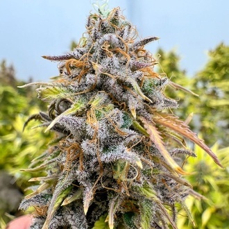Auto Kingston Punch (Dutch Passion) Feminisoidut