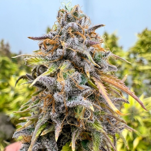 Auto Kingston Punch (Dutch Passion) Feminisoidut