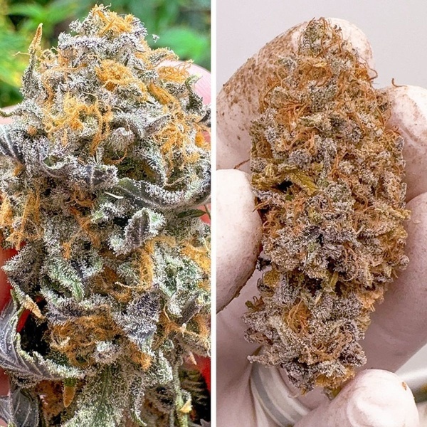 Auto Kingston Punch (Dutch Passion) Feminisoidut