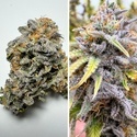 Auto Kingston Punch (Dutch Passion) Feminisoidut