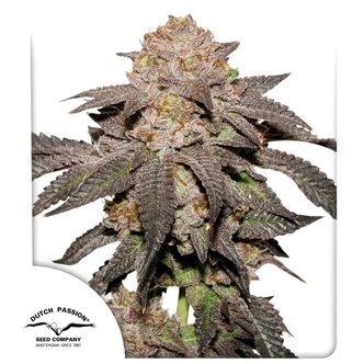 Kingston Punch (Dutch Passion) feminisoidut kannabiksen siemenet