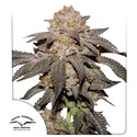 Kingston Punch (Dutch Passion) Feminisoidut