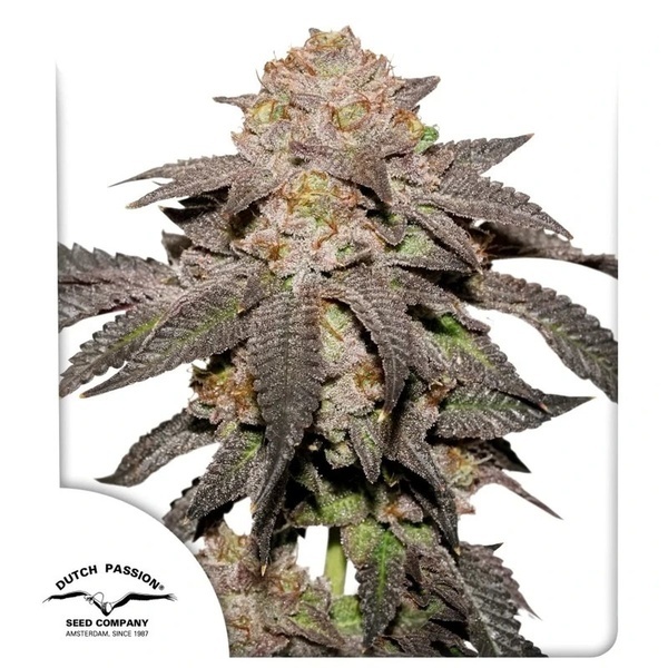 Kingston Punch (Dutch Passion) Feminisoidut