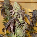 Kingston Punch (Dutch Passion) Feminisoidut