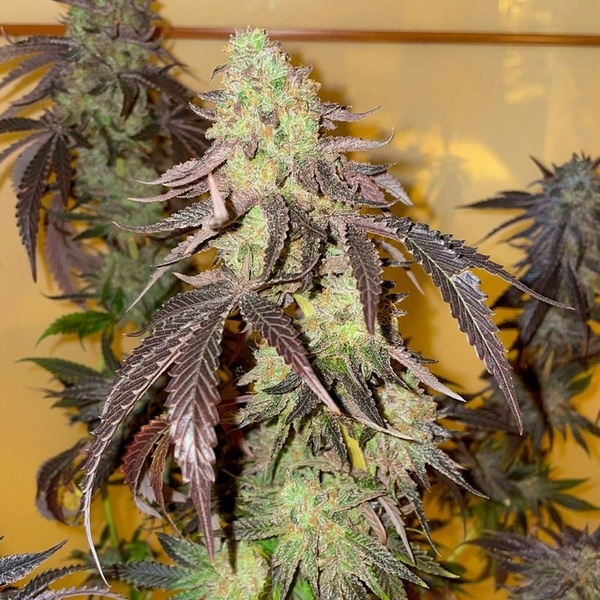 Kingston Punch (Dutch Passion) Feminisoidut