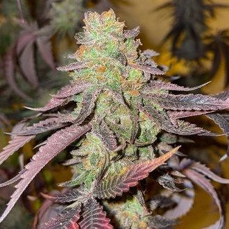 Kingston Punch (Dutch Passion) Feminisoidut