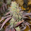 Kingston Punch (Dutch Passion) Feminisoidut