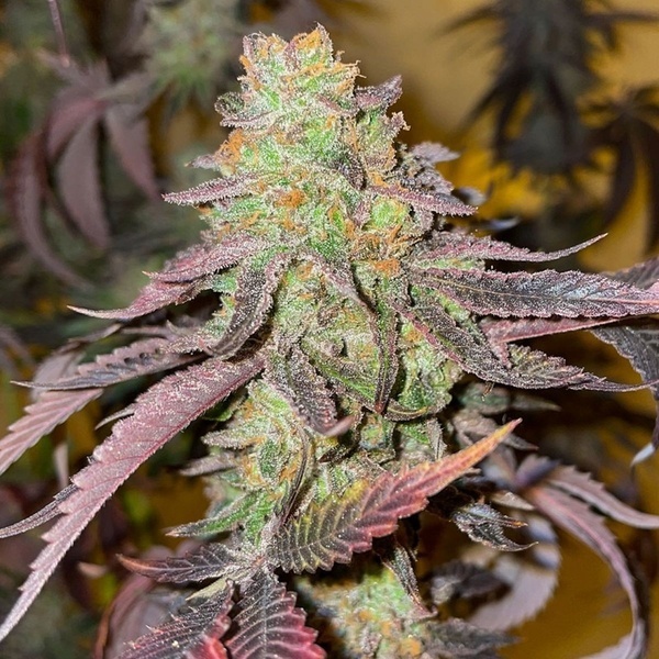 Kingston Punch (Dutch Passion) Feminisoidut