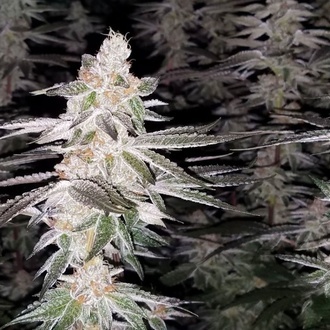 Kingston Punch (Dutch Passion) Feminisoidut