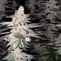 Kingston Punch (Dutch Passion) Feminisoidut