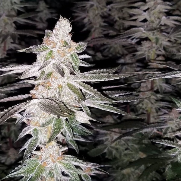 Kingston Punch (Dutch Passion) Feminisoidut