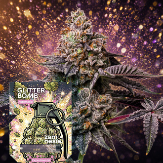 Glitter Bomb Autoflower (Zamnesia Seeds) Feminisoidut
