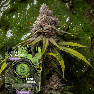 Toad Venom Autoflower (Zamnesia Seeds) Feminisoidut