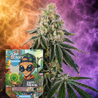 Cap Junky Autoflower (Zamnesia Seeds) Feminisoidut