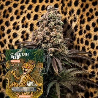 Cheetah Piss Autoflower (Zamnesia Seeds) Feminisoidut