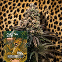 Cheetah Piss Autoflower (Zamnesia Seeds) Feminisoidut