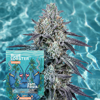 Blue Lobster Autoflower (Zamnesia Seeds) Feminisoidut
