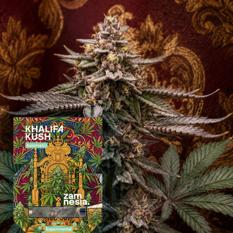 Khalifa Kush Autoflower (Zamnesia Seeds) Feminisoidut