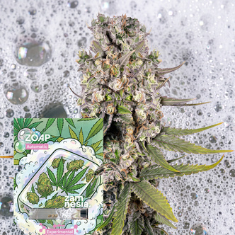 Zoap Autoflower (Zamnesia Seeds) Feminisoidut