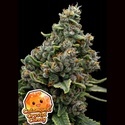 Calamansi Crystal Candy (Anesia Seeds) Feminisoidut