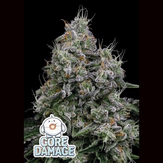 Core Damage (Anesia Seeds) Feminisointi