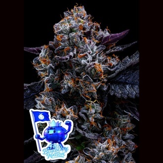 Free Blueberry Nation (Anesia Seeds) Feminisoidut