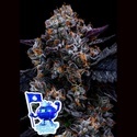 Free Blueberry Nation (Anesia Seeds) Feminisoidut