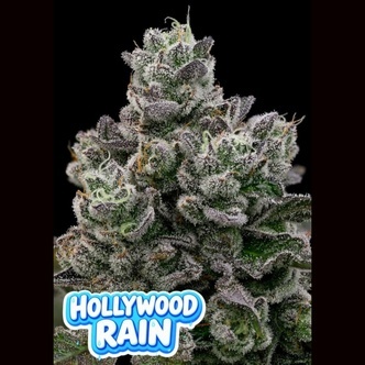 Hollywood Rain (Anesia Seeds) Feminisoidut