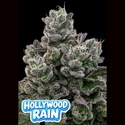 Hollywood Rain (Anesia Seeds) Feminisoidut