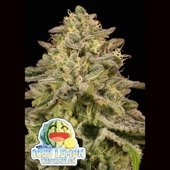 Iced Lemon Watermelon (Anesia Seeds) feminisoidut