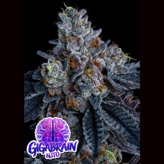 Giga Brain Auto (Anesia Seeds) feminisoitu