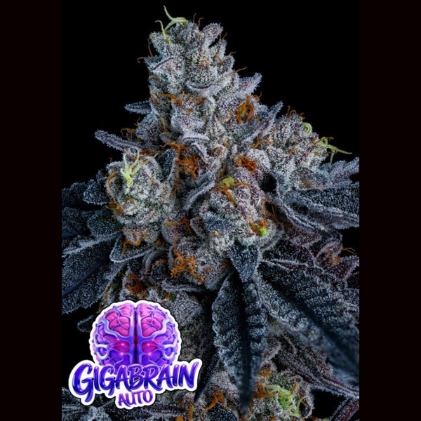 Giga Brain Auto (Anesia Seeds) feminoidut
