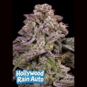 Hollywood Rain Auto (Anesia Seeds) Feminisoidut