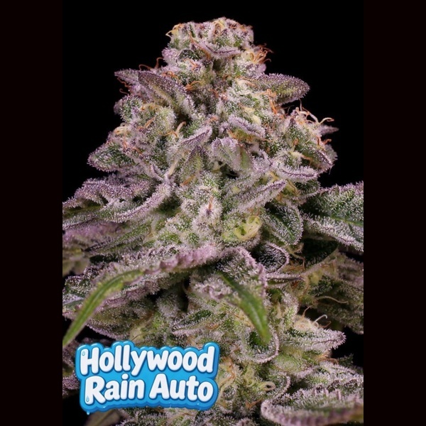 Hollywood Rain Auto (Anesia Seeds) Feminisoidut