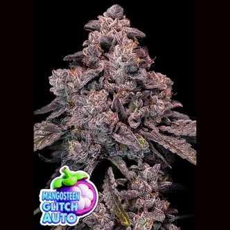 Mangosteen Glitch Auto (Anesia Seeds) Feminisoidut