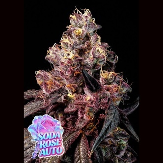 Soda Rose Auto (Anesia Seeds) feminisoitu