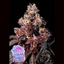 Soda Rose Auto (Anesia Seeds) Feminisoiut