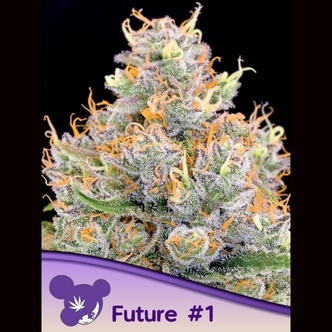 Future #1 (Anesia Seeds) feminisoitu