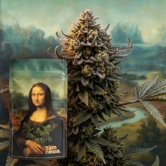 Lisa's Secret (Zamnesia Seeds) Feminisoidut