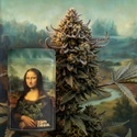 Lisa's Secret (Zamnesia Seeds) Feminisoidut