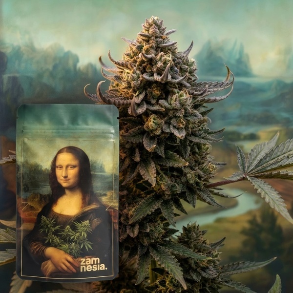 Lisa's Secret (Zamnesia Seeds) Feminisoidut