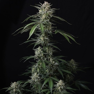 Banana Guava Auto (FastBuds) Feminisoidut