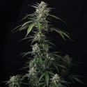 Banana Guava Auto (FastBuds) Feminisoidut