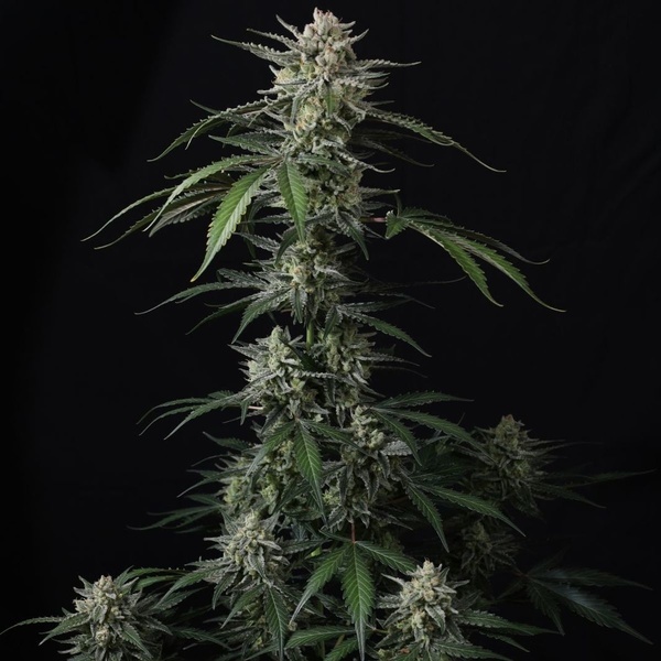 Banana Guava Auto (FastBuds) Feminisoidut