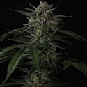 Banana Guava Auto (FastBuds) Feminisoidut