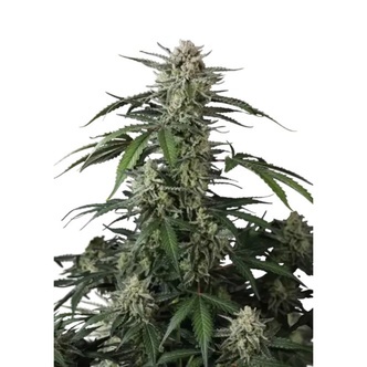 Banana Guava Auto (FastBuds) feminisoidut