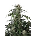 Banana Guava Auto (FastBuds) Feminisoidut