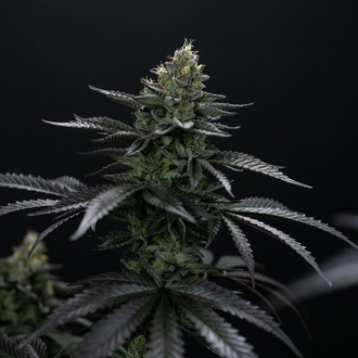 Biscotti Gelato (FastBuds) Feminisoidut