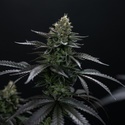 Biscotti Gelato (FastBuds) Feminisoidut